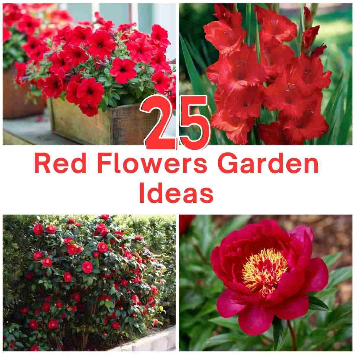 Red Flowers Garden Ideas