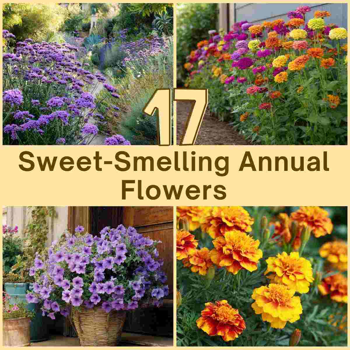 Sweet-Smelling Annual Flowers