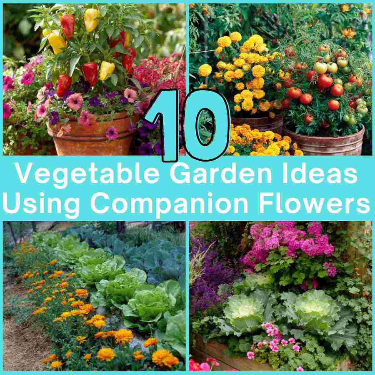 Vegetable Garden Ideas Using Companion Flowers