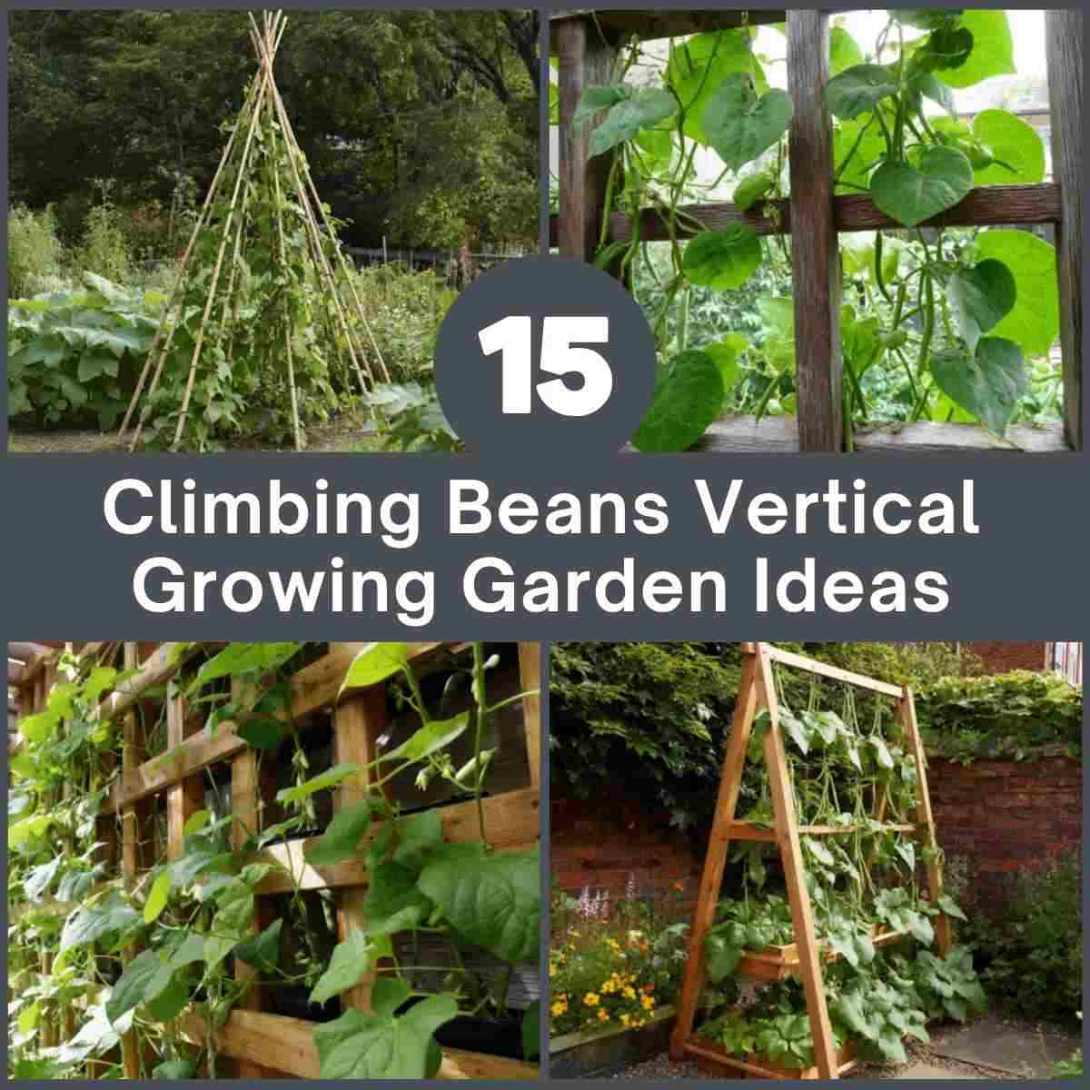 Climbing Beans Vertical Growing Garden Ideas