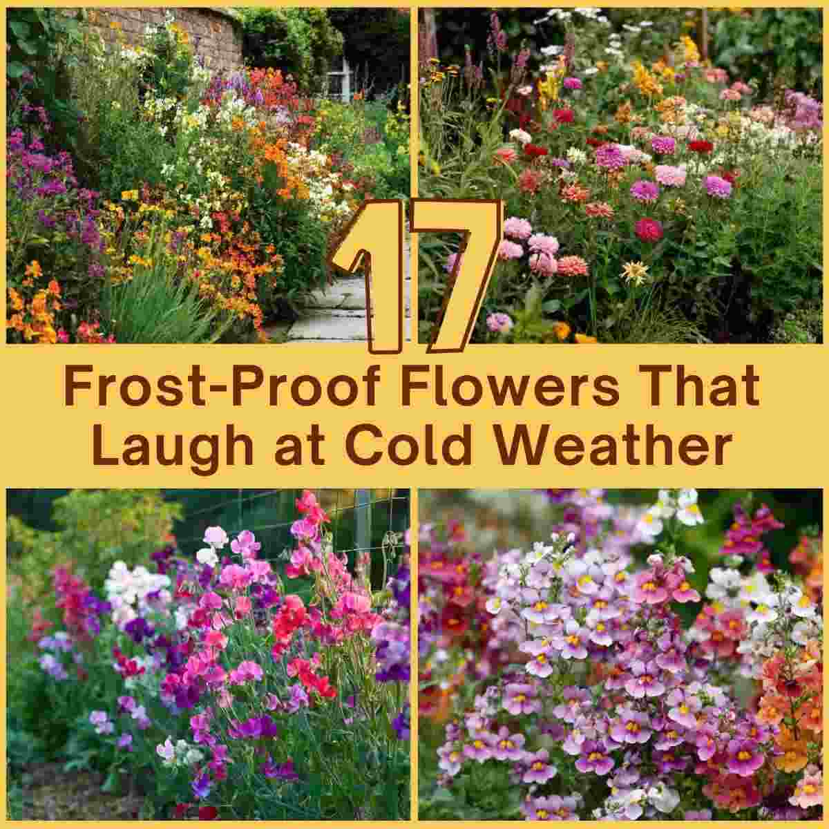 Frost-Tolerant Annual Flowers Garden Ideas