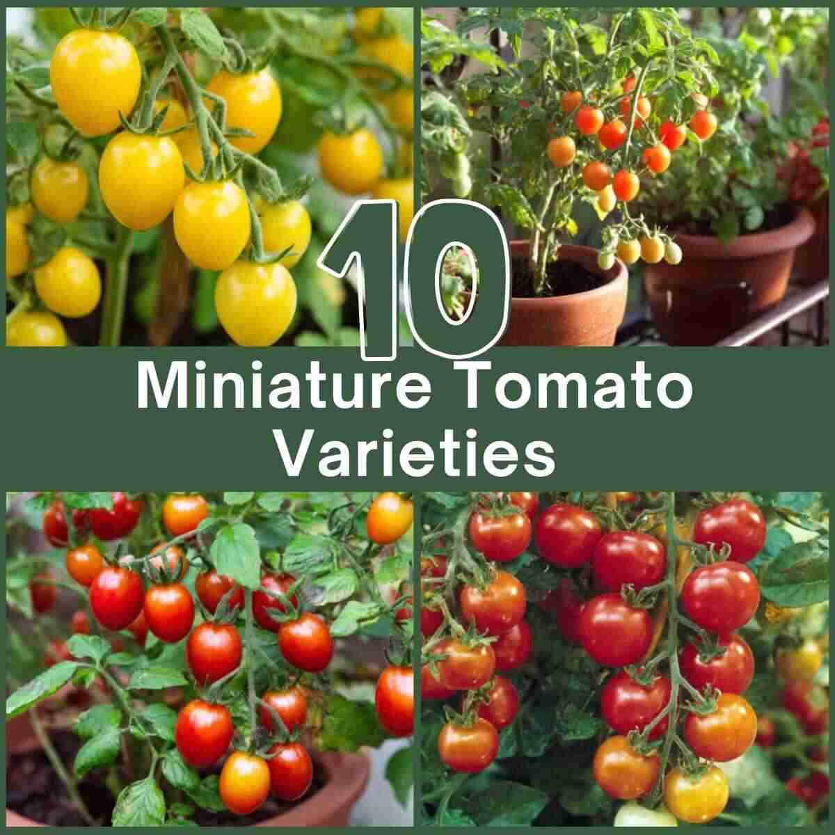 Growing Miniature Tomato Varieties Ideas
