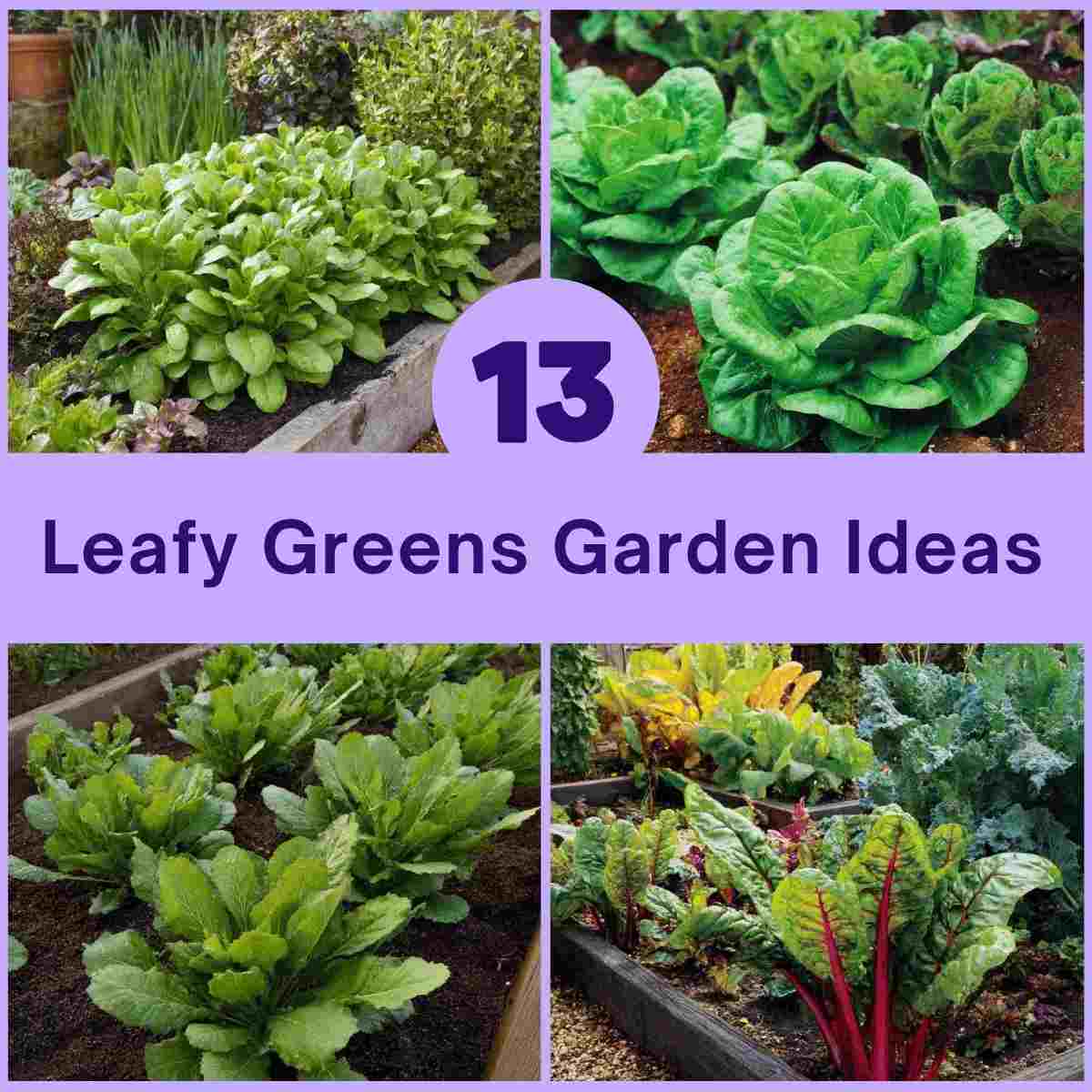 Leafy Greens Garden Ideas