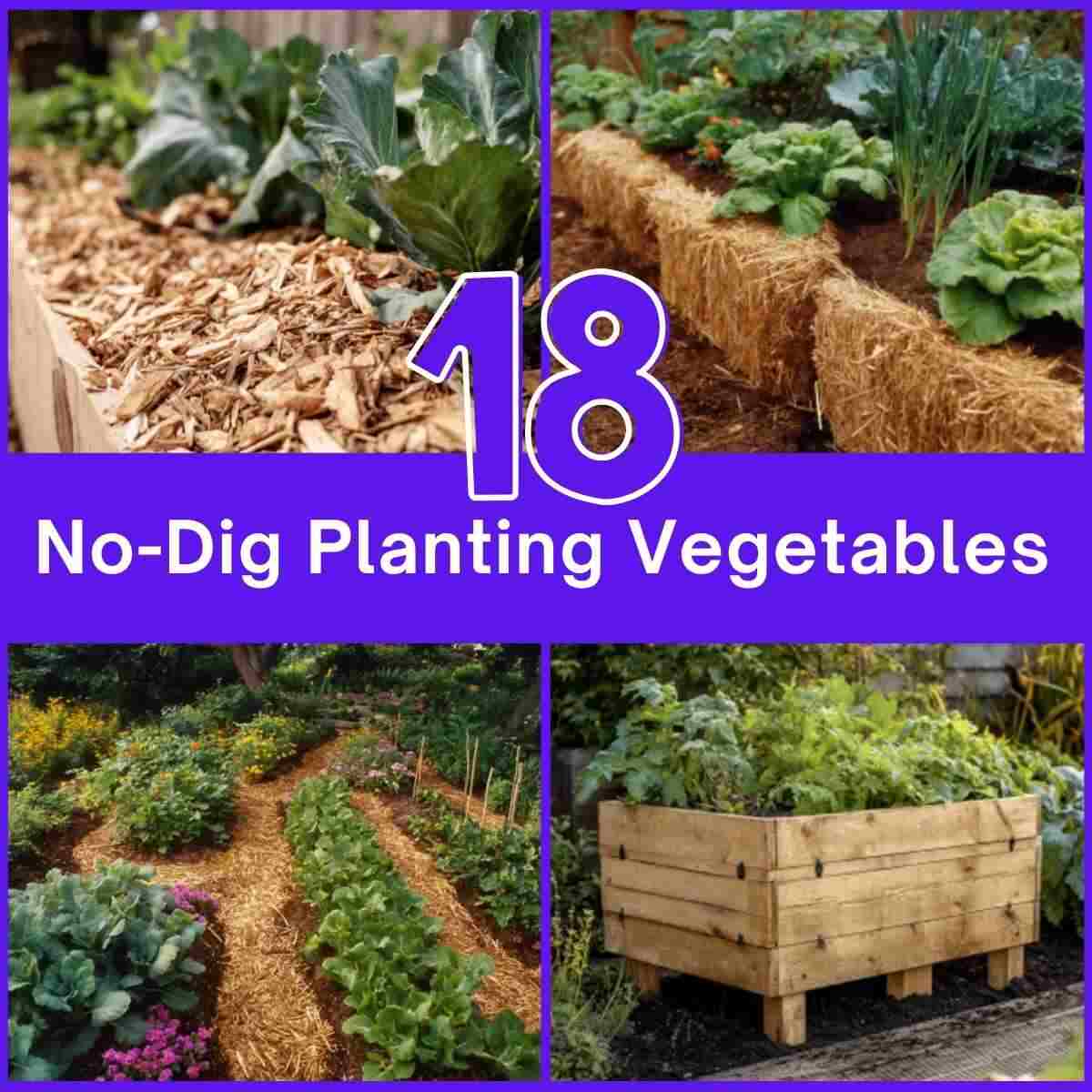 No-Dig Planting Vegetables
