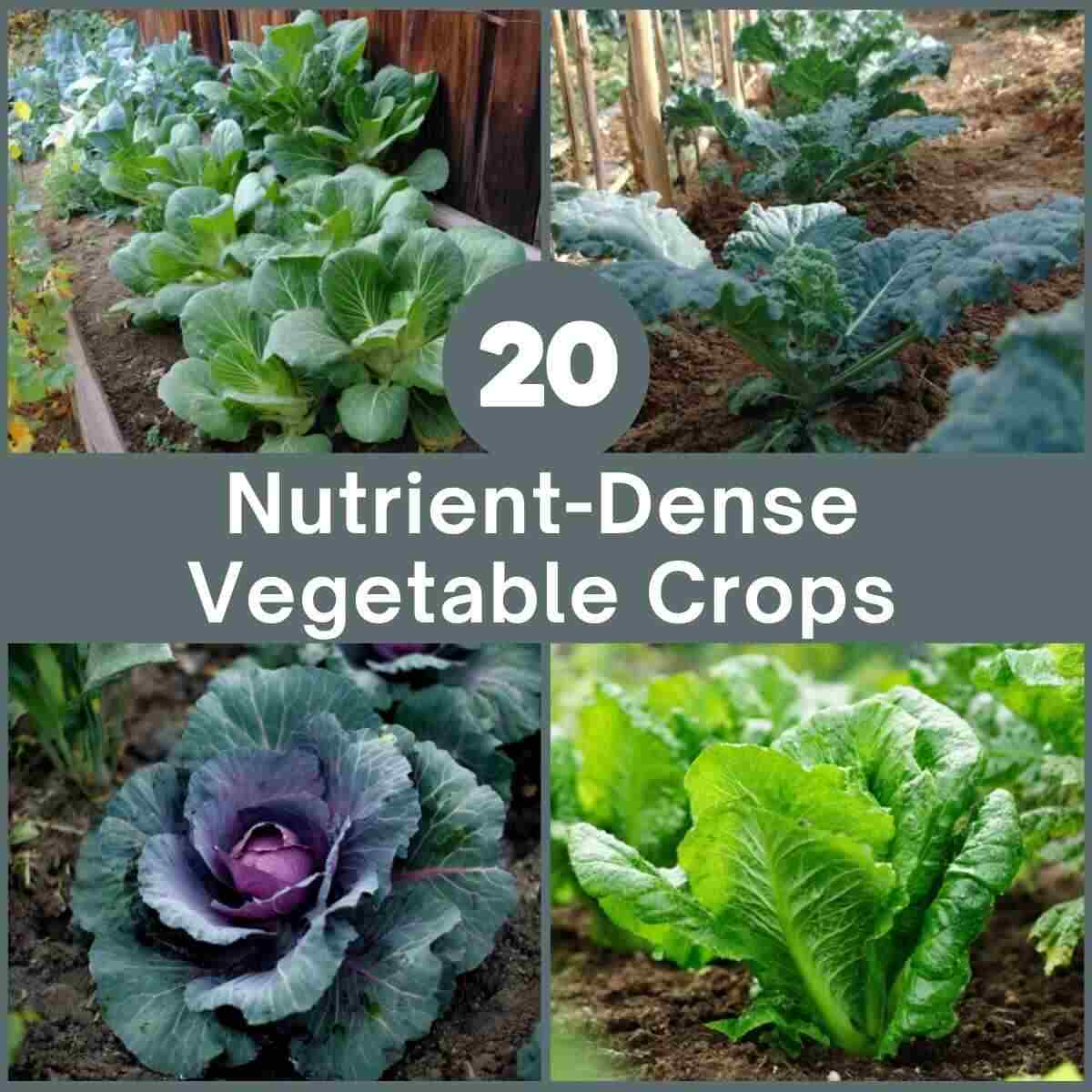 Nutrient-Dense Vegetable Crops