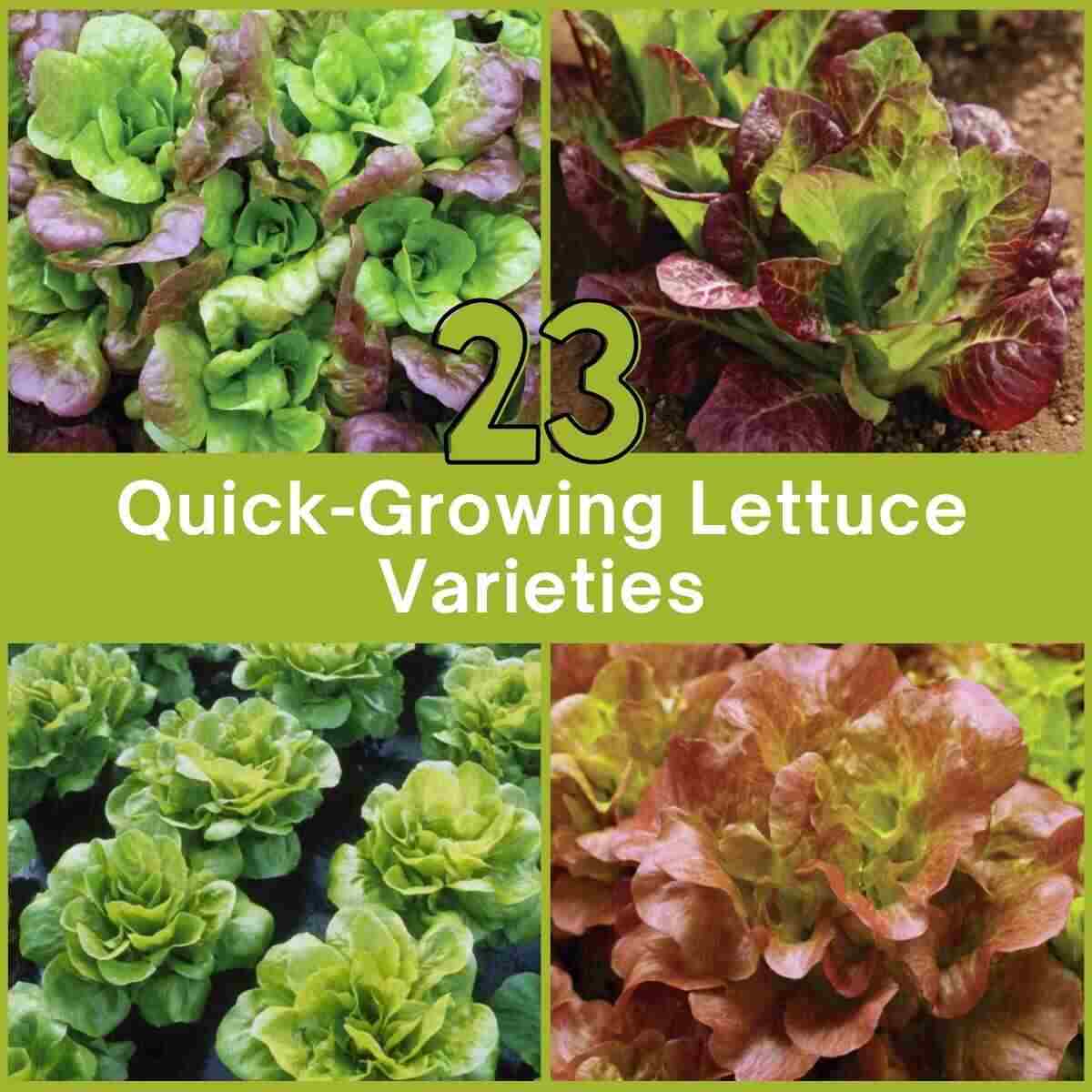 Quick-Growing Lettuce Varieties