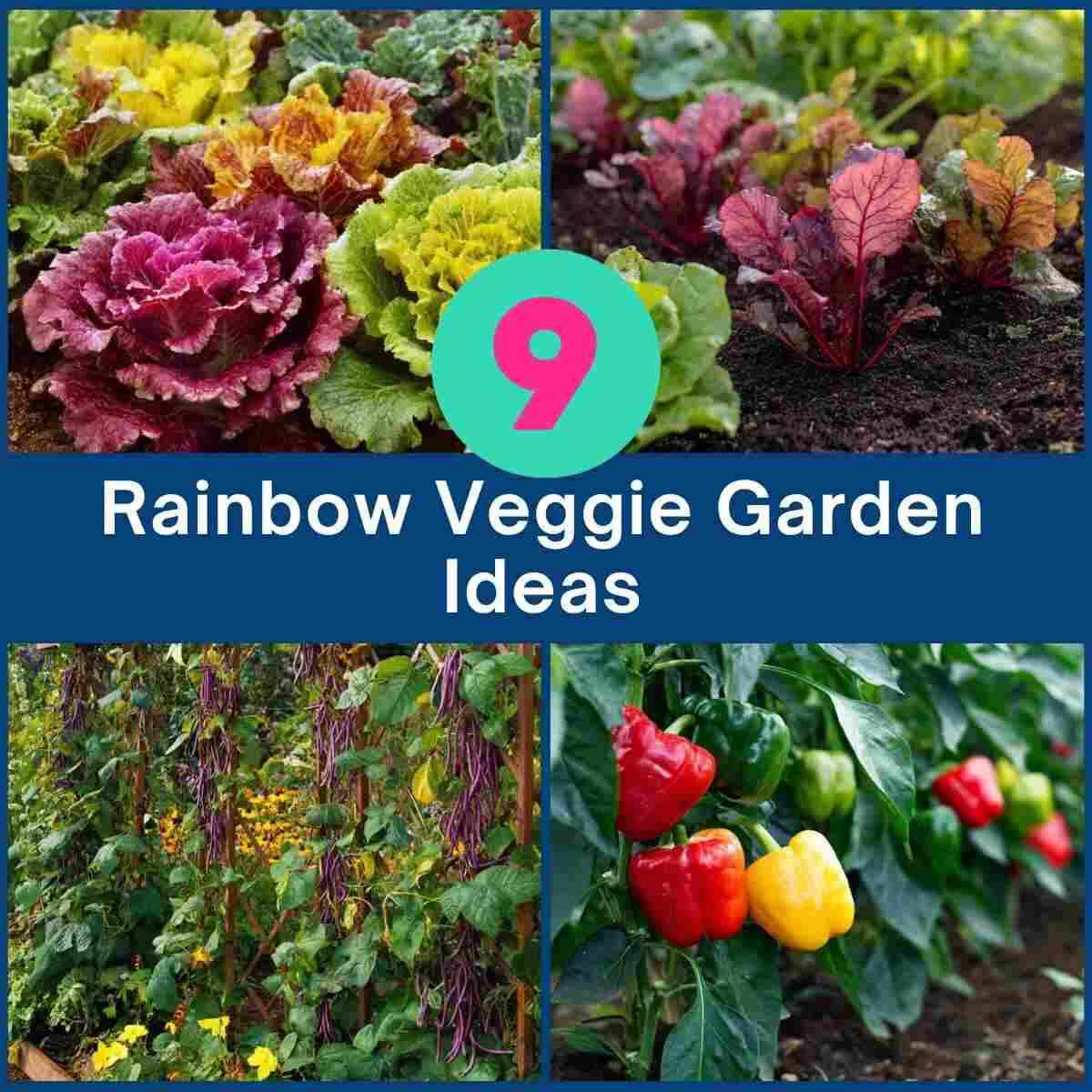 Rainbow Veggie Garden Ideas
