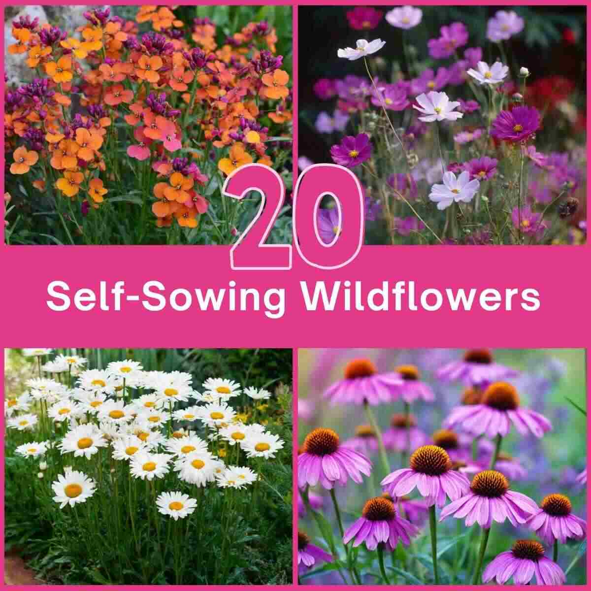 Self-Sowing Wildflowers