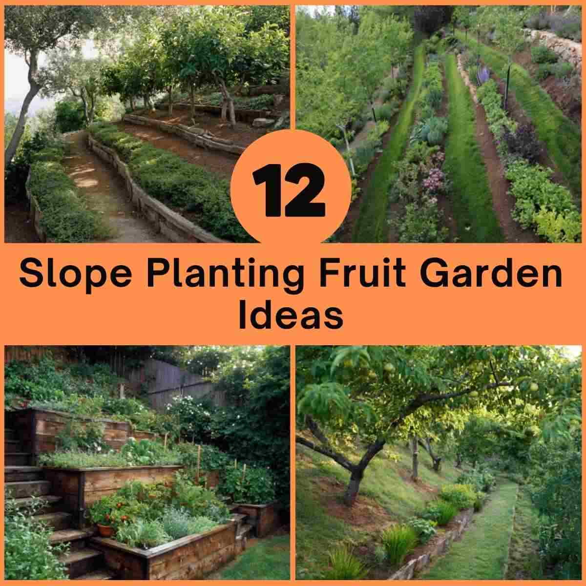 Slope Planting Fruit Garden Ideas
