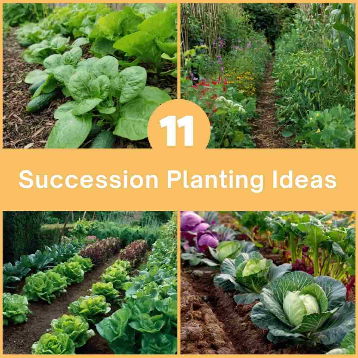 Succession Planting Vegetable Garden Ideas