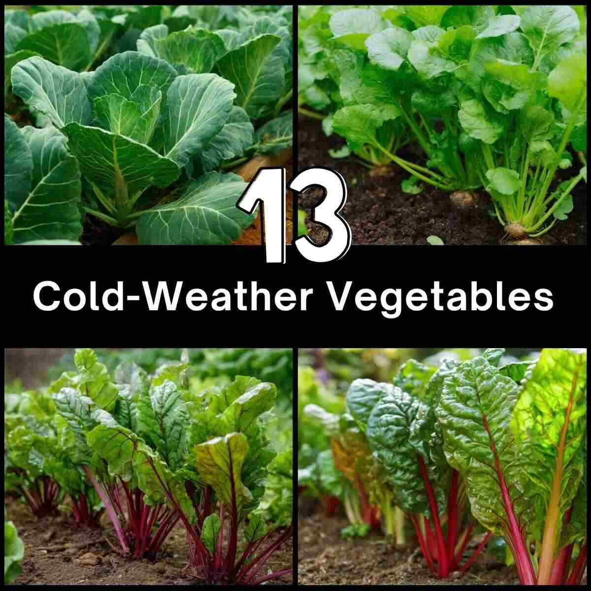 Cold-Weather Vegetables