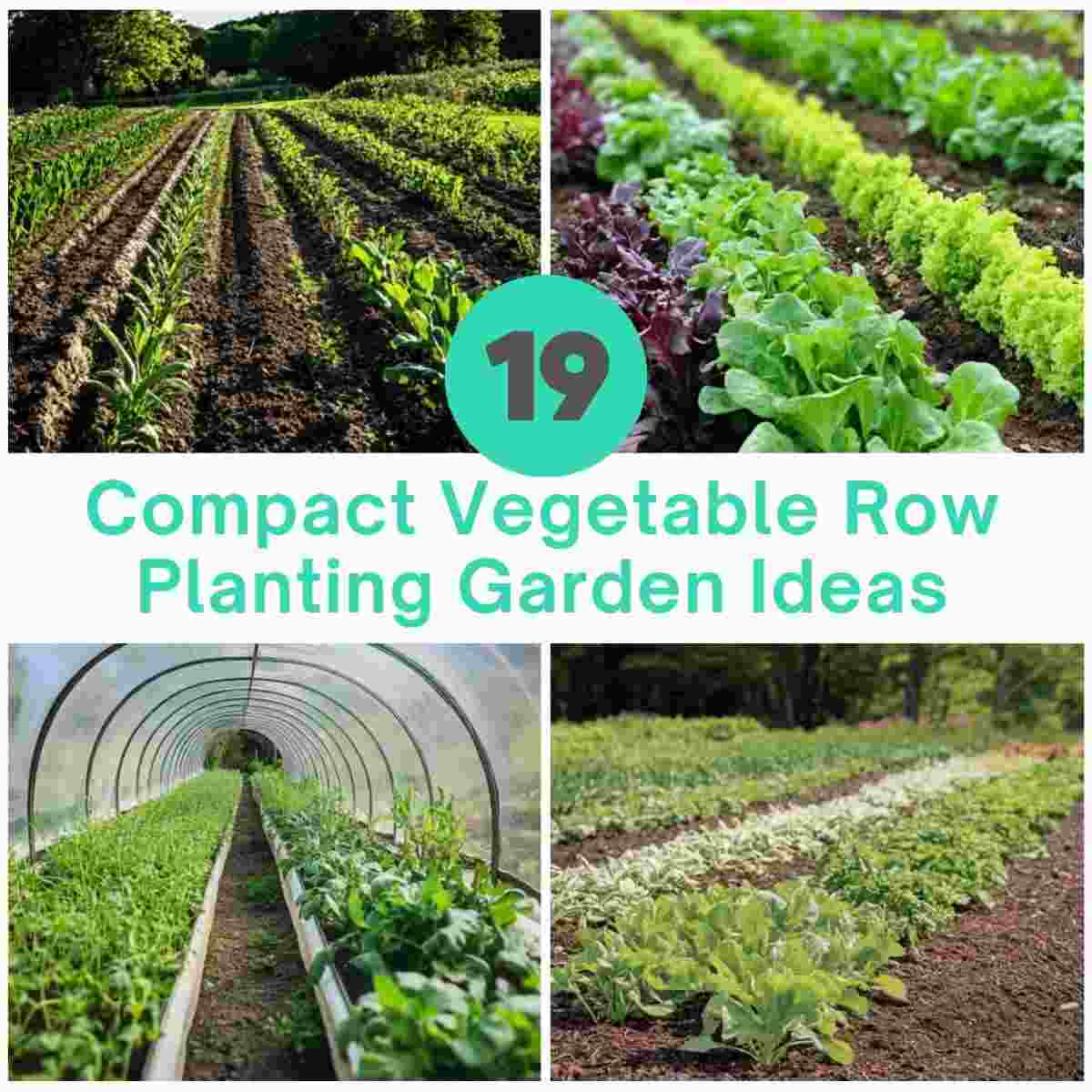 Compact Vegetable Row Planting Garden Ideas