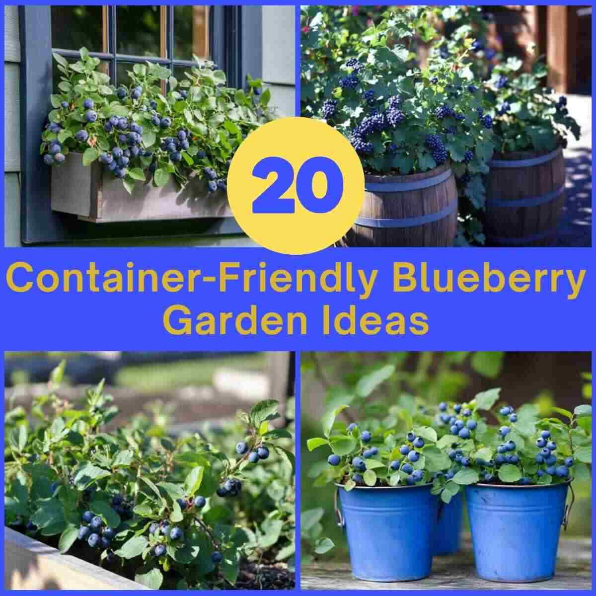 Container-Friendly Blueberry Garden Ideas