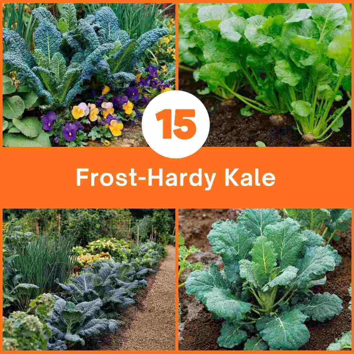 Frost-Hardy Kale