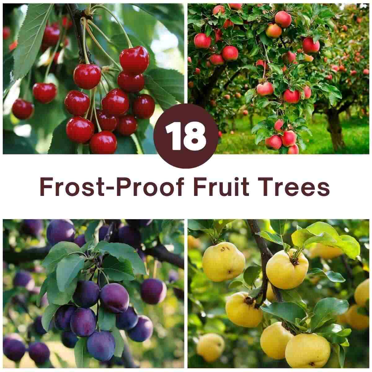 Frost-Proof Fruit Trees