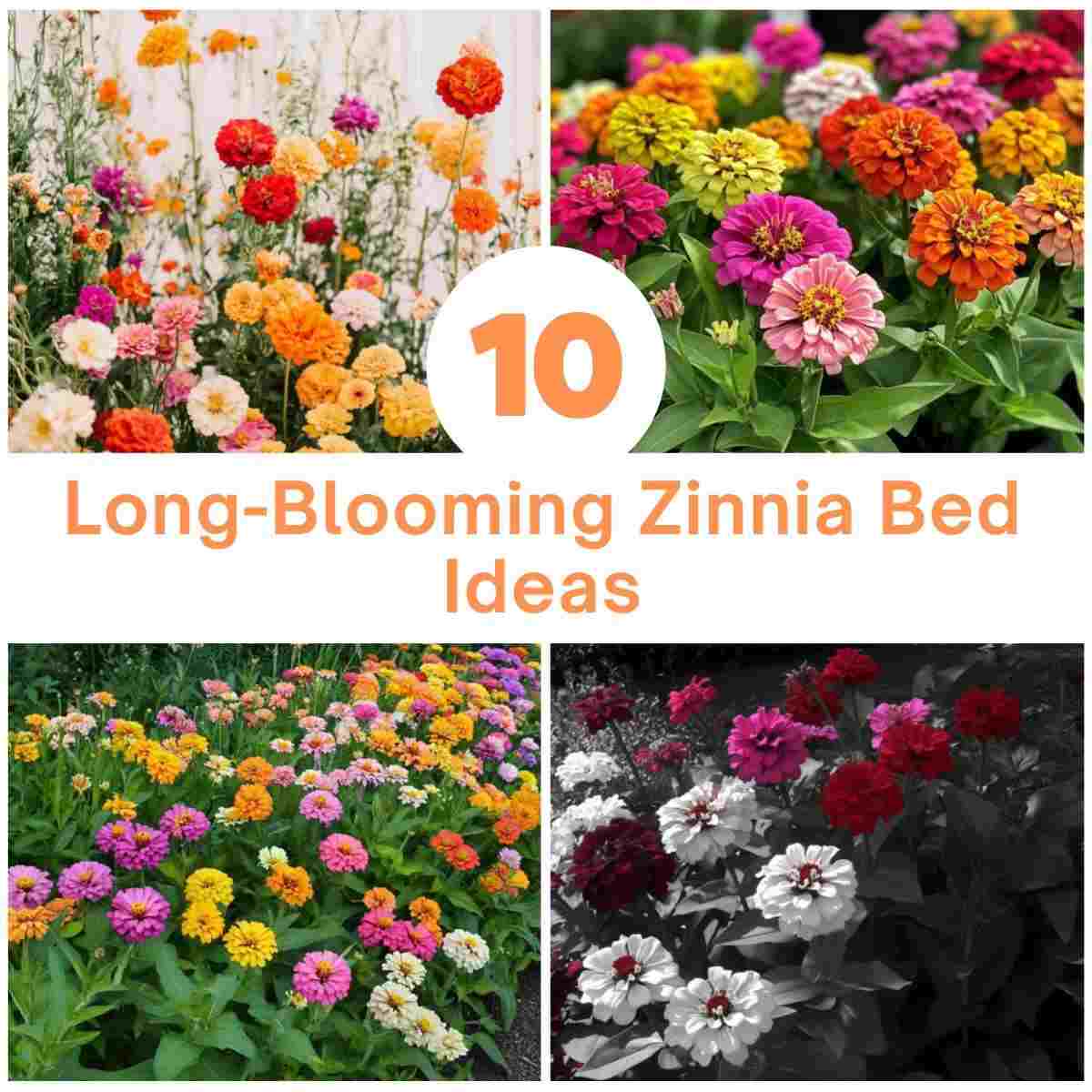 Long-Blooming Zinnia Bed Ideas