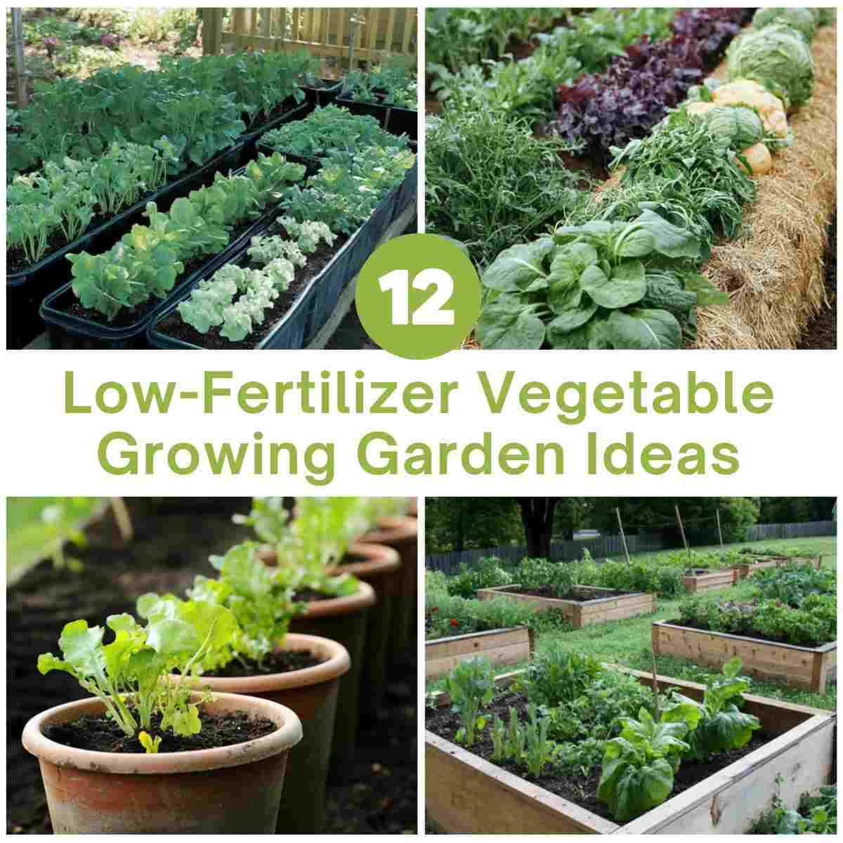 Low-Fertilizer Vegetable Growing Garden Ideas