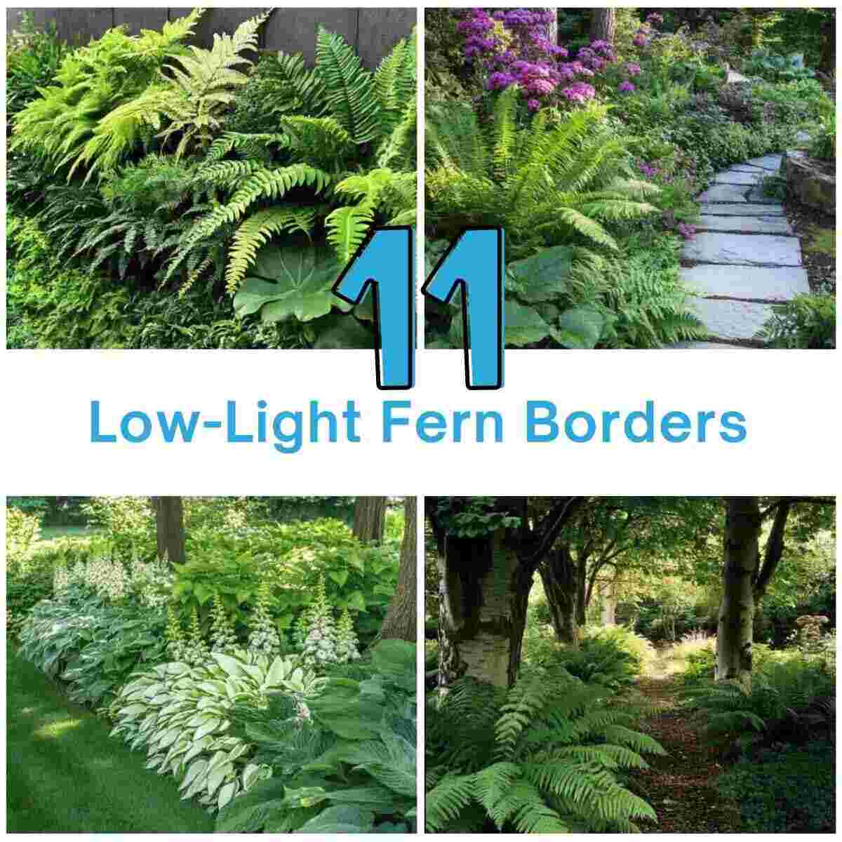 Low-Light Fern Borders