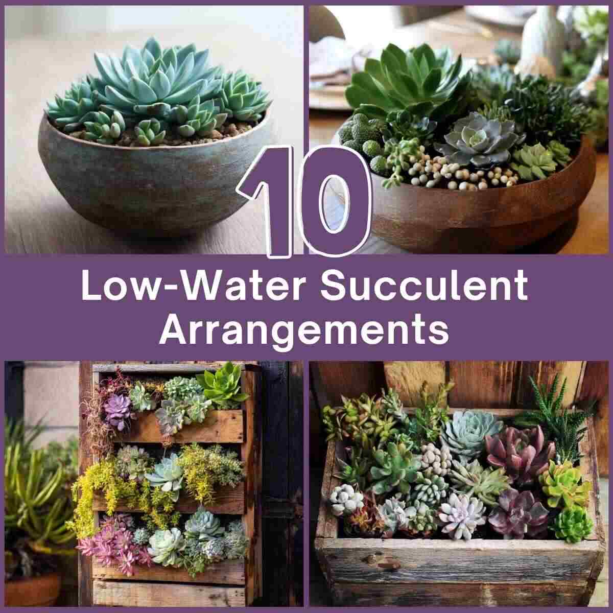 Low-Water Succulent Arrangements