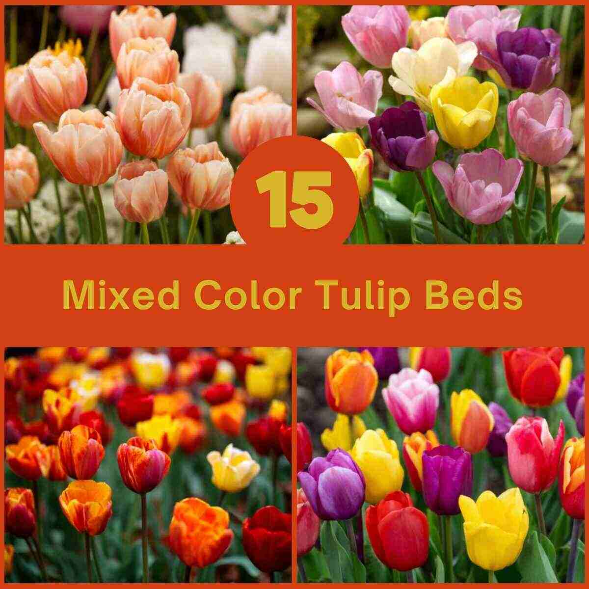 Mixed Color Tulip Beds