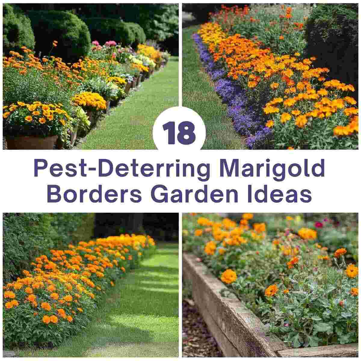 Pest-Deterring Marigold Borders Garden Ideas