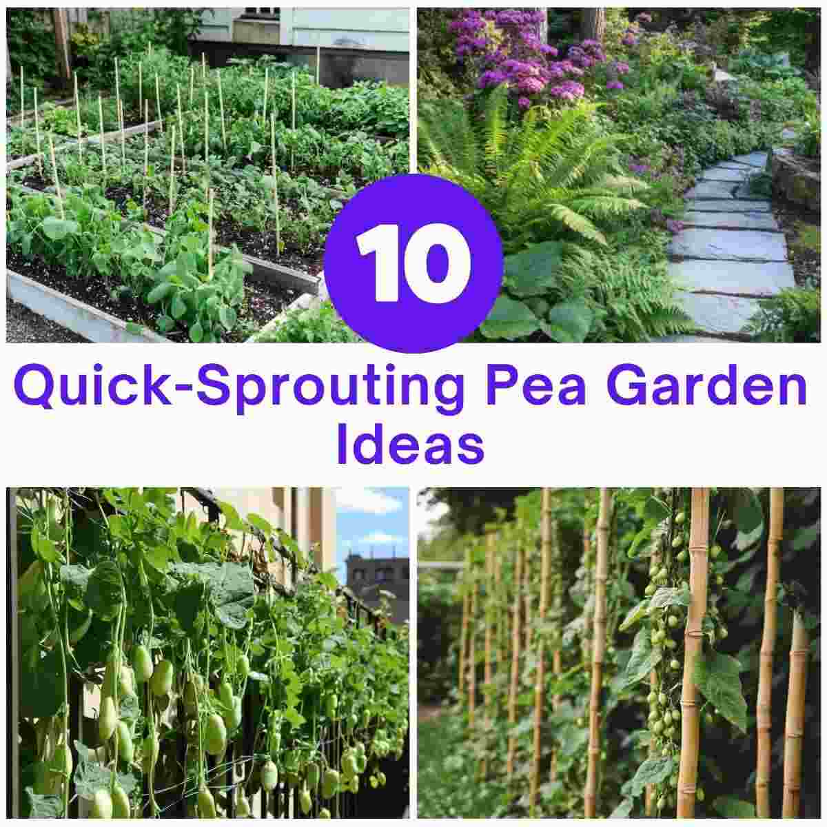 Quick-Sprouting Pea Garden Ideas