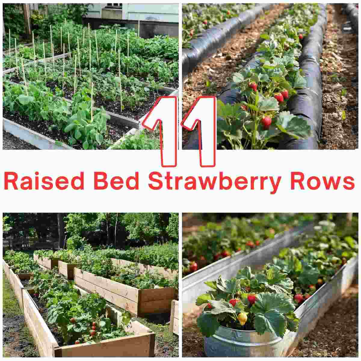 Raised Bed Strawberry Rows