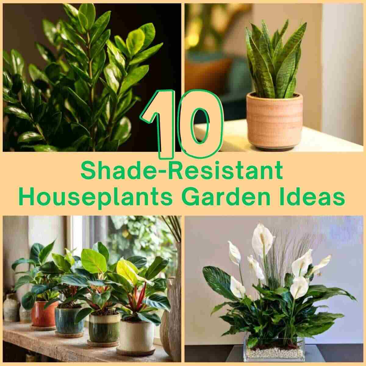 Shade-Resistant Houseplants Garden Ideas