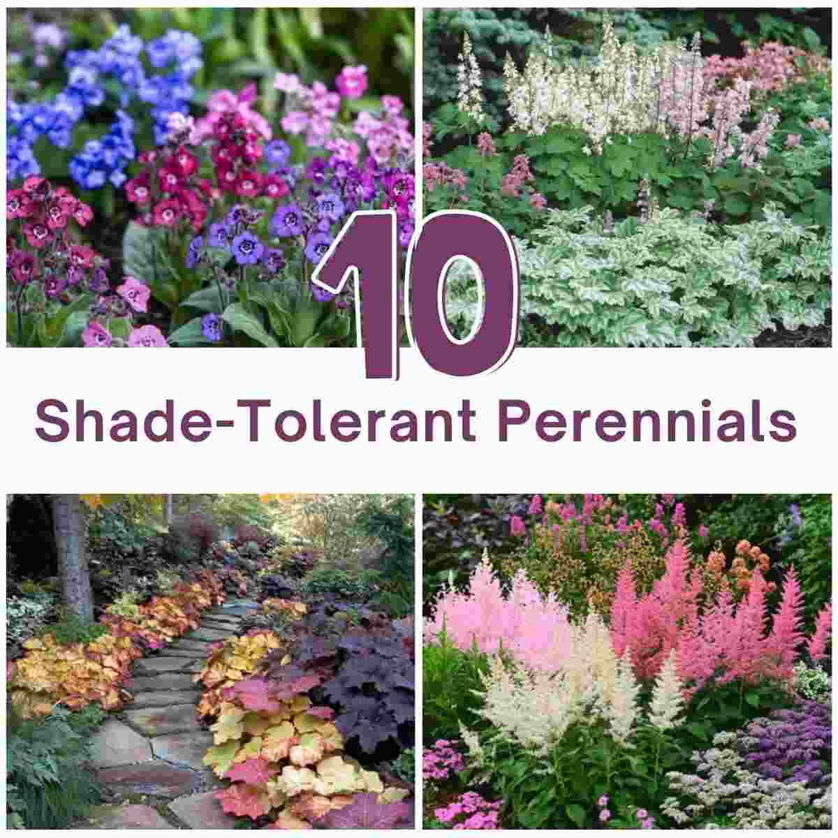 Shade-Tolerant Perennials