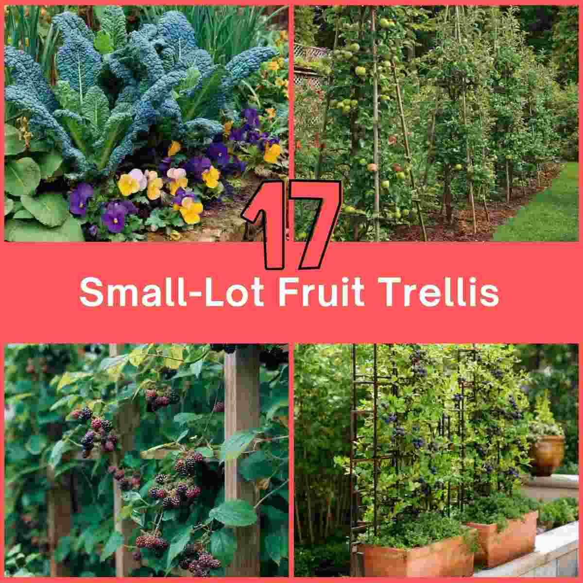 Small-Lot Fruit Trellis