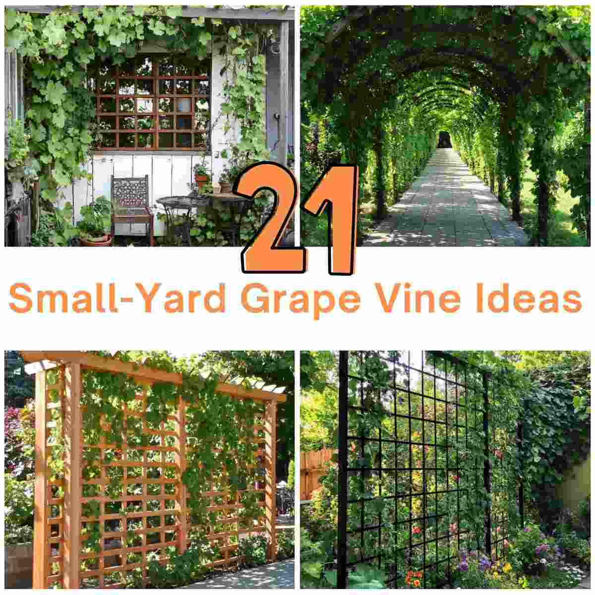 Small-Yard Grape Vine Ideas