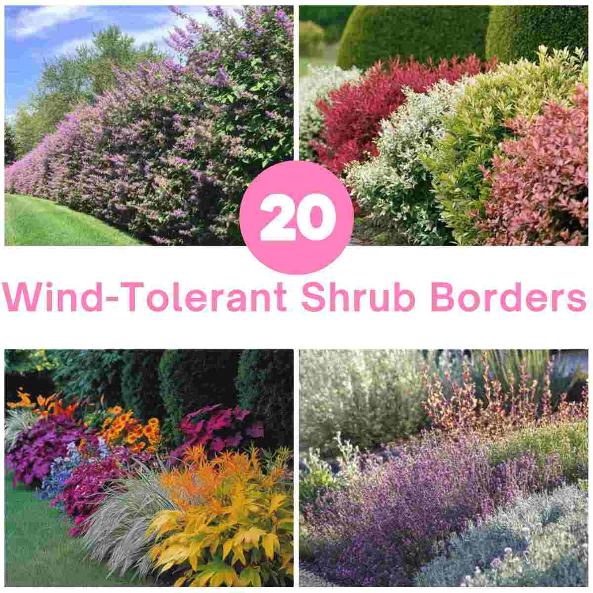 Wind-Tolerant Shrub Borders Garden Ideas